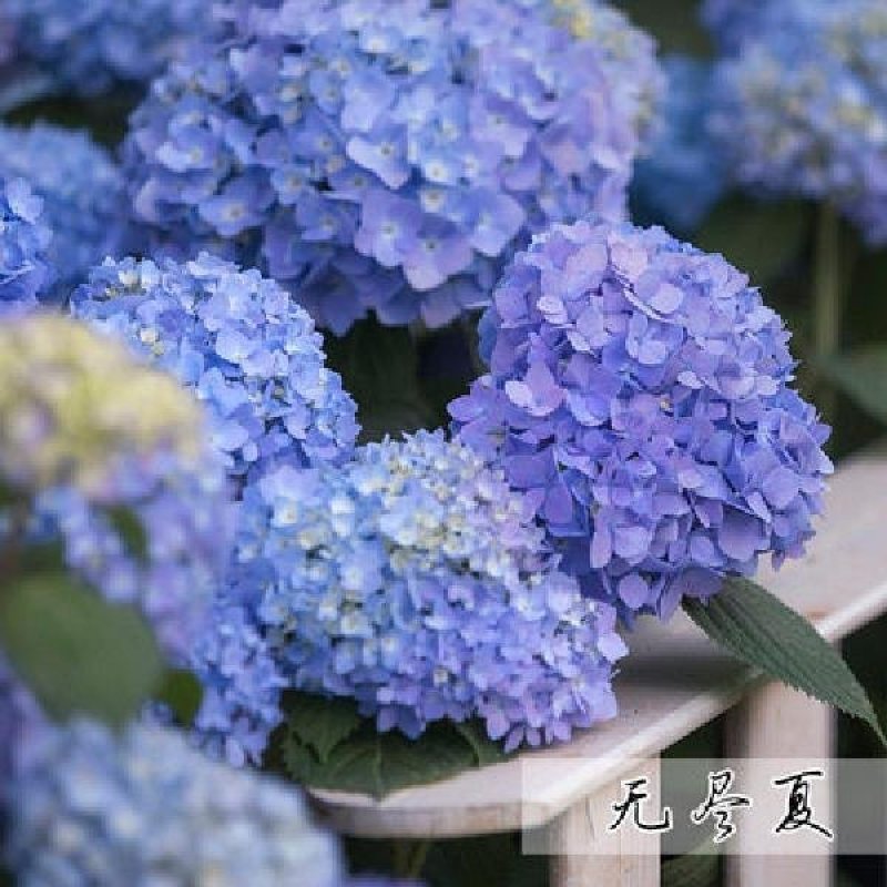 无尽夏绣球花苗10年老桩盆栽大花绣球老根八仙花阳台庭院植