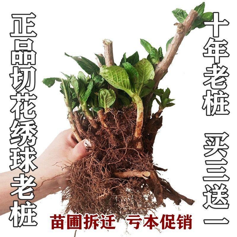 无尽夏绣球花苗10年老桩盆栽大花绣球老根八仙花阳台庭院植