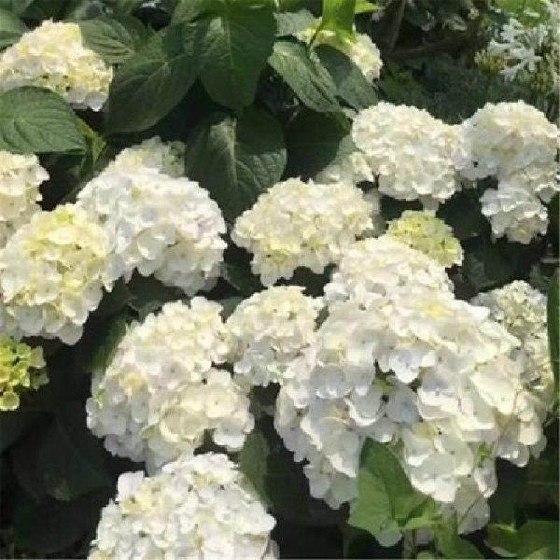 无尽夏绣球花苗10年老桩盆栽大花绣球老根八仙花阳台庭院植