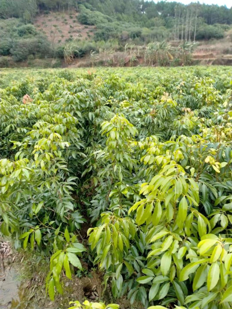 荔枝龙眼百香果苗品种的