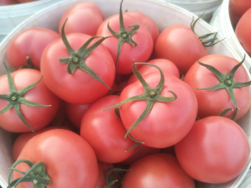 山东西红柿，硬粉西红柿，大红西红柿，可全国发货