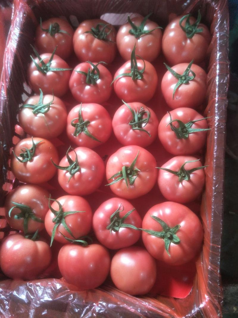 山东西红柿，硬粉西红柿，大红西红柿，可全国发货