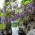 紫藤花苗（全国各地，均可种植，好养易活）