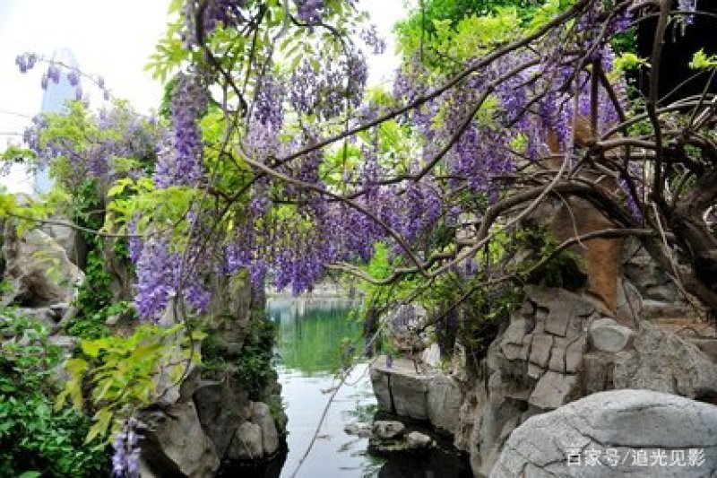 紫藤花苗（全国各地，均可种植，好养易活）