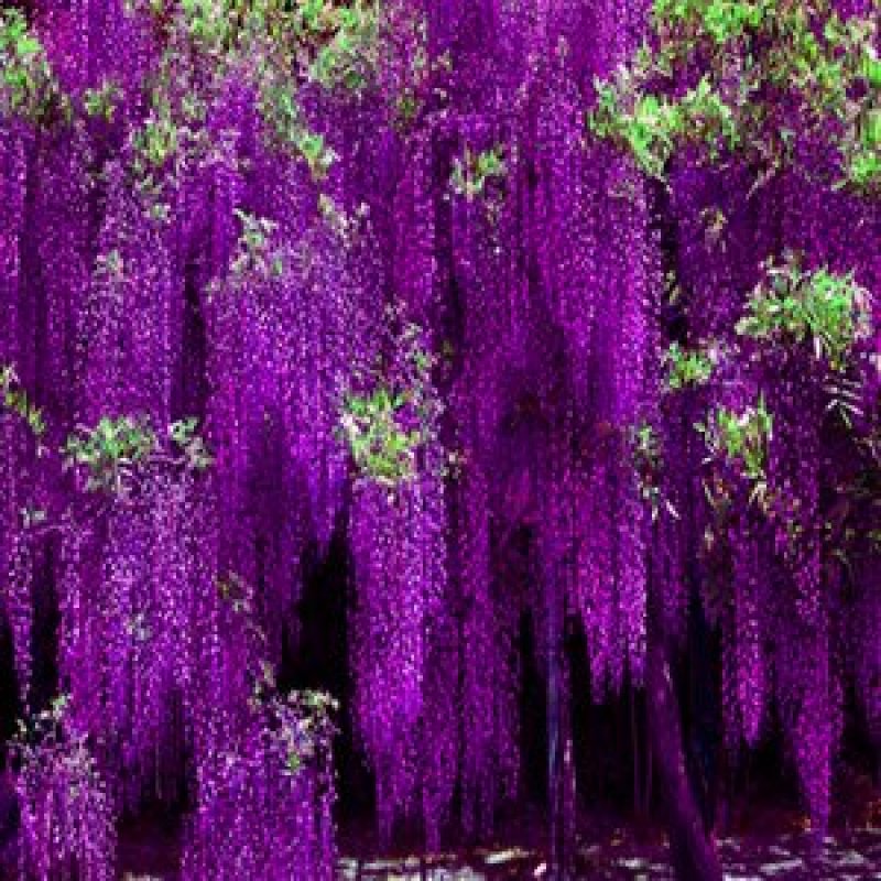紫藤花苗（全国各地，均可种植，好养易活）