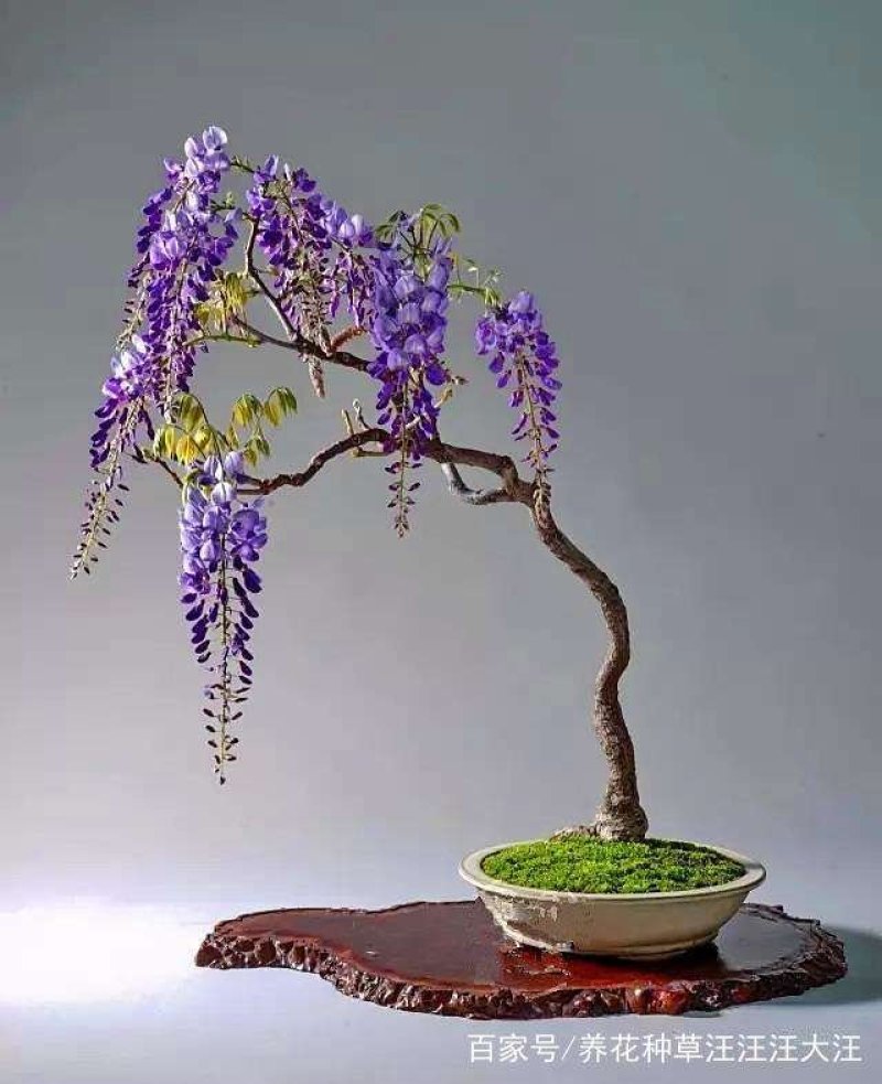 紫藤花苗（全国各地，均可种植，好养易活）