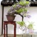 紫藤花苗（全国各地，均可种植，好养易活）