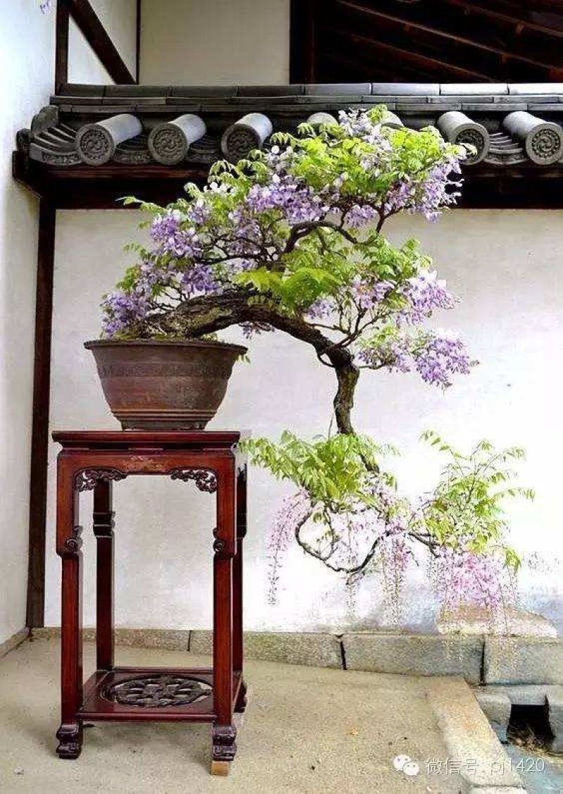 紫藤花苗（全国各地，均可种植，好养易活）