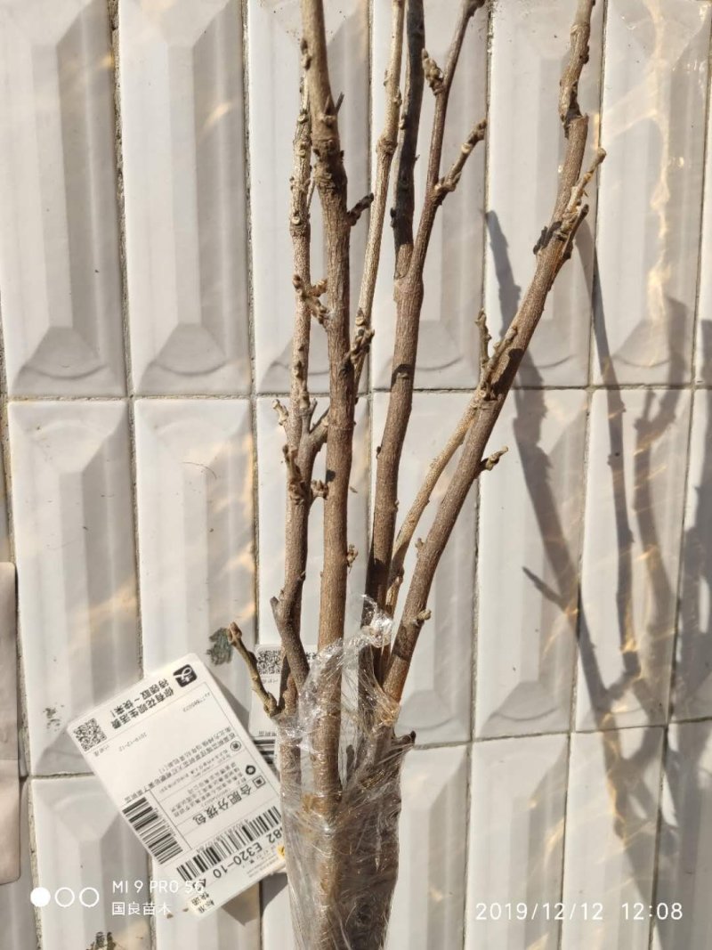 紫藤花苗（全国各地，均可种植，好养易活）