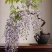 紫藤花苗（全国各地，均可种植，好养易活）