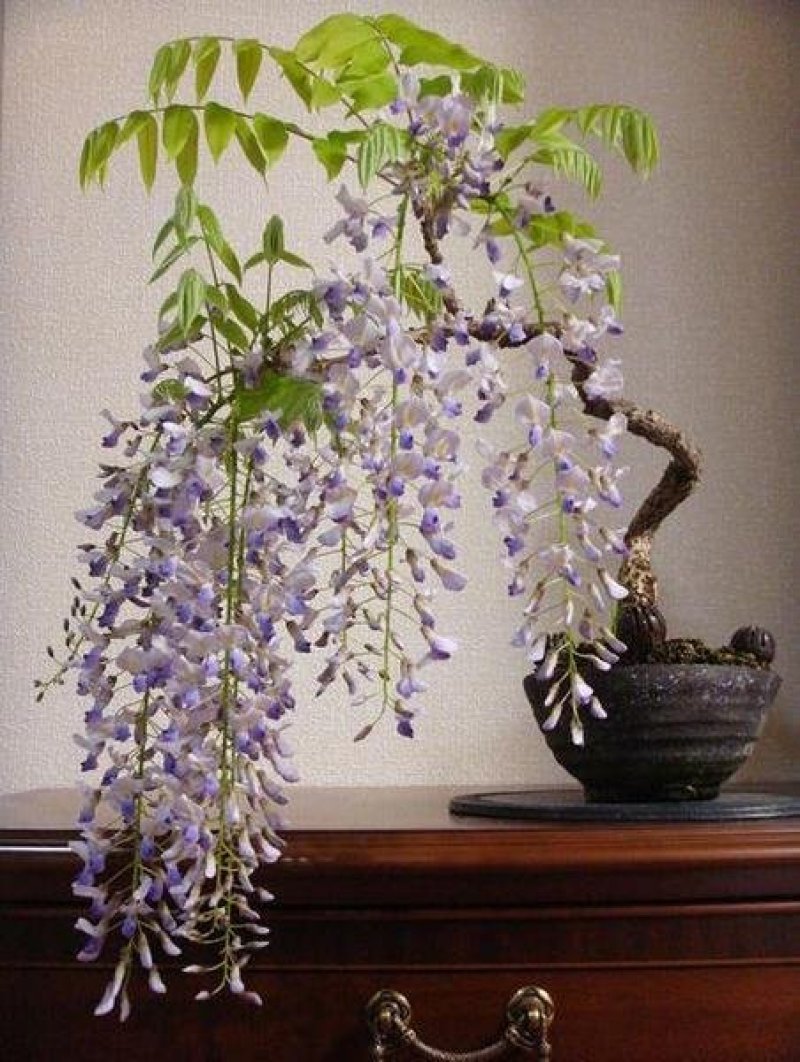 紫藤花苗（全国各地，均可种植，好养易活）