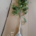 紫藤花苗（全国各地，均可种植，好养易活）