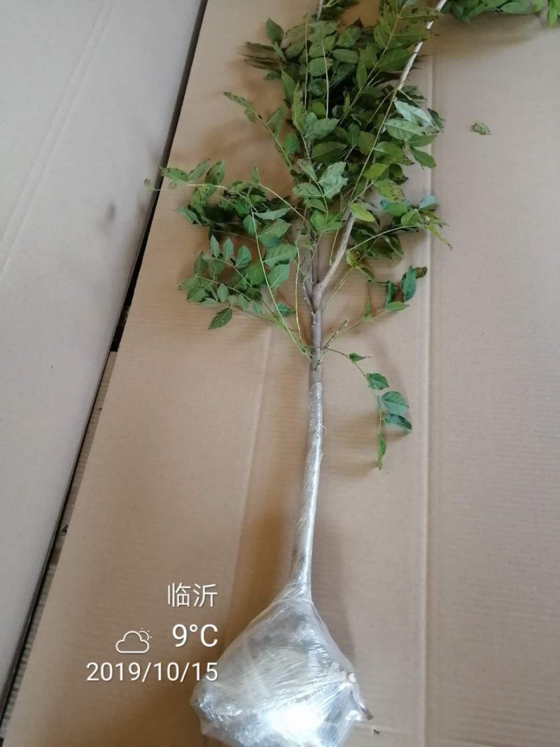 紫藤花苗（全国各地，均可种植，好养易活）