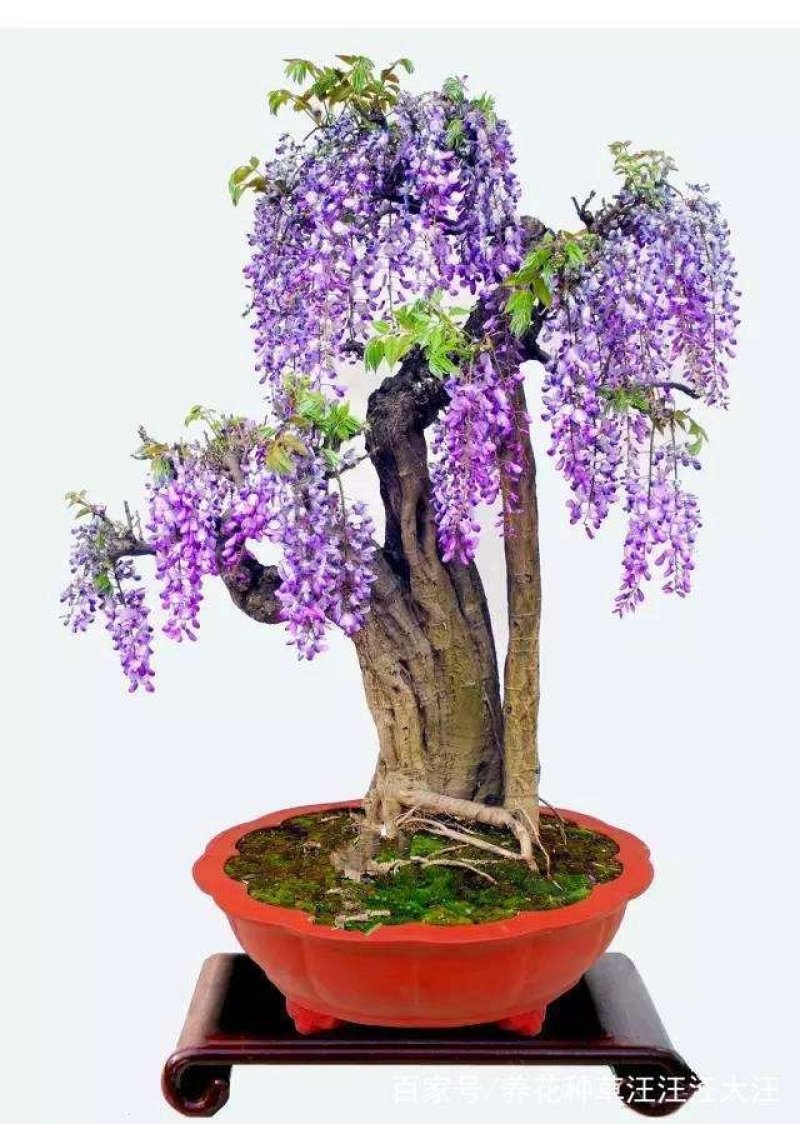 紫藤花苗（全国各地，均可种植，好养易活）