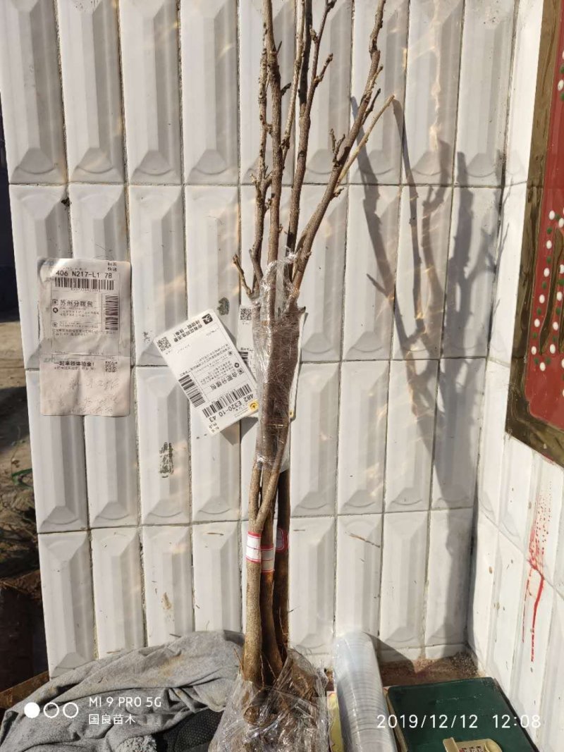 紫藤花苗（全国各地，均可种植，好养易活）