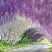 紫藤花苗（全国各地，均可种植，好养易活）