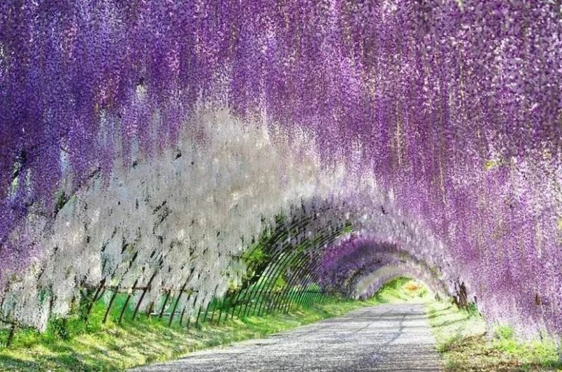 紫藤花苗（全国各地，均可种植，好养易活）
