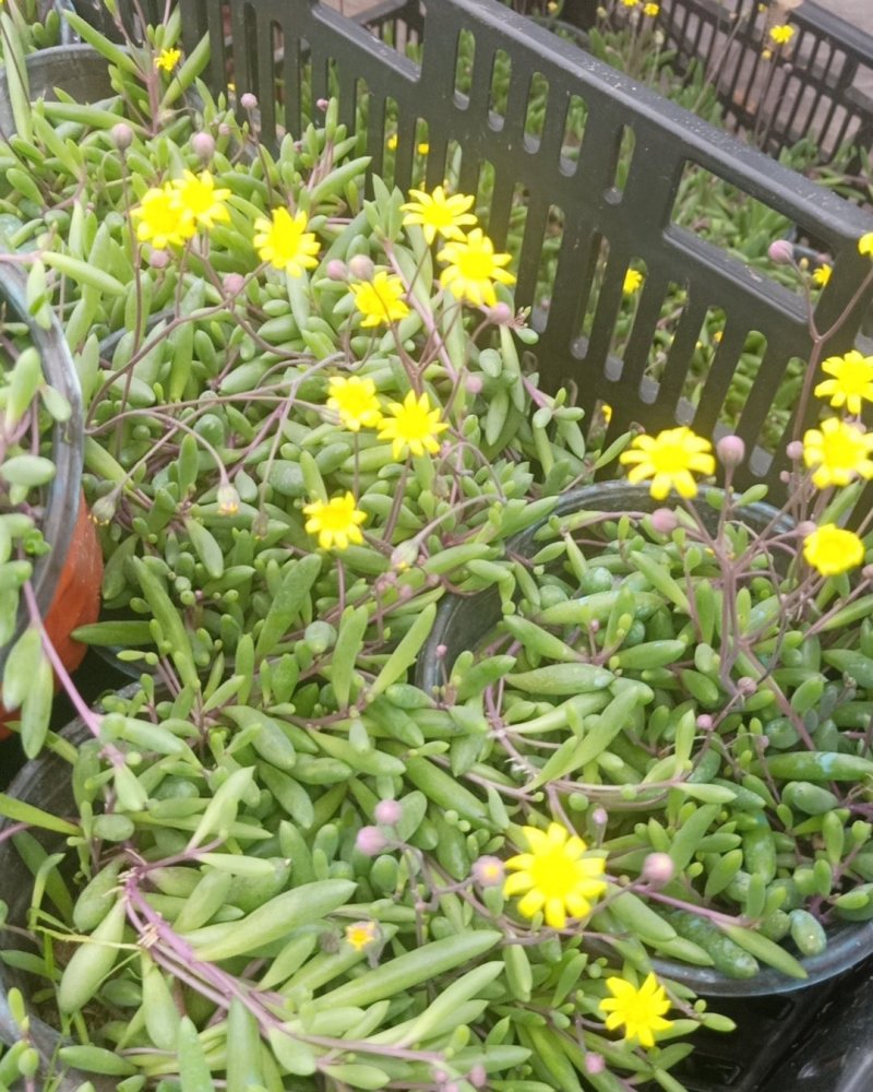 紫玄月吊兰，多肉植物，摆放阳台，办公室。