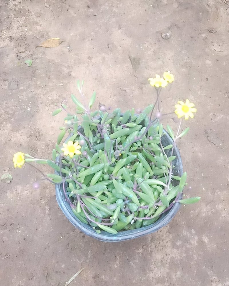 紫玄月吊兰，多肉植物，摆放阳台，办公室。