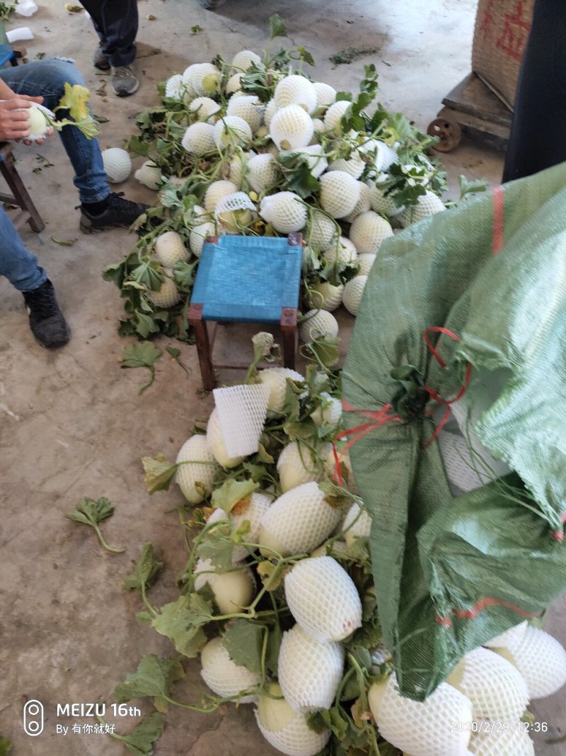 东方蜜，郁金香甜瓜，坐标德宏芒市欢迎来电咨询订购