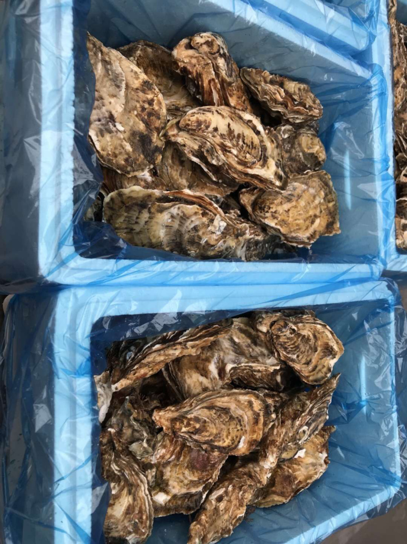 乳山生蚝全国批发零售