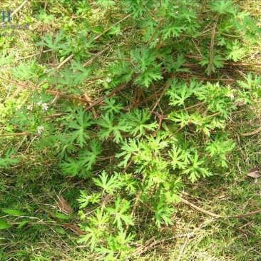 野生老鹳草