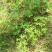 野生老鹳草
