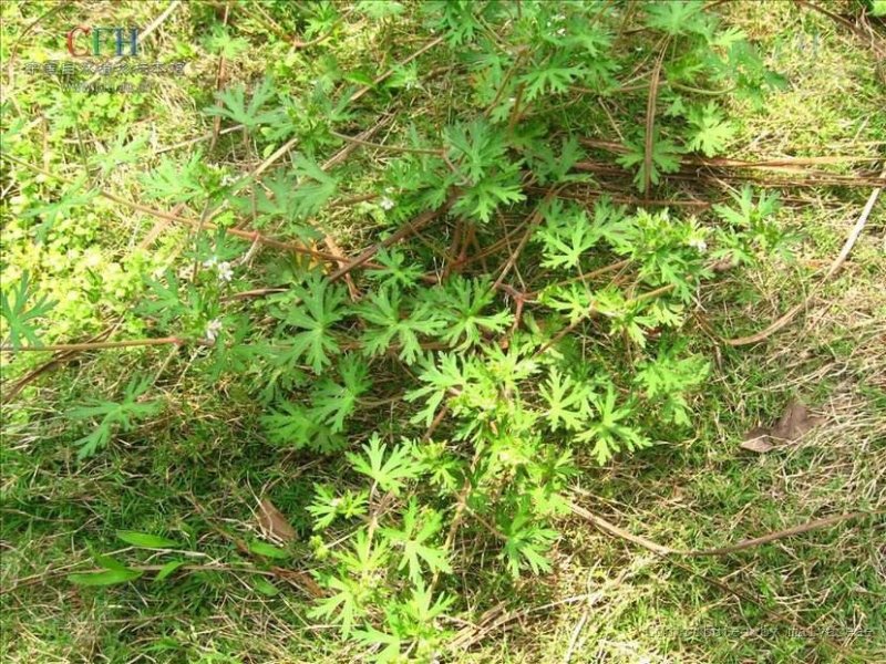 野生老鹳草