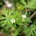野生老鹳草