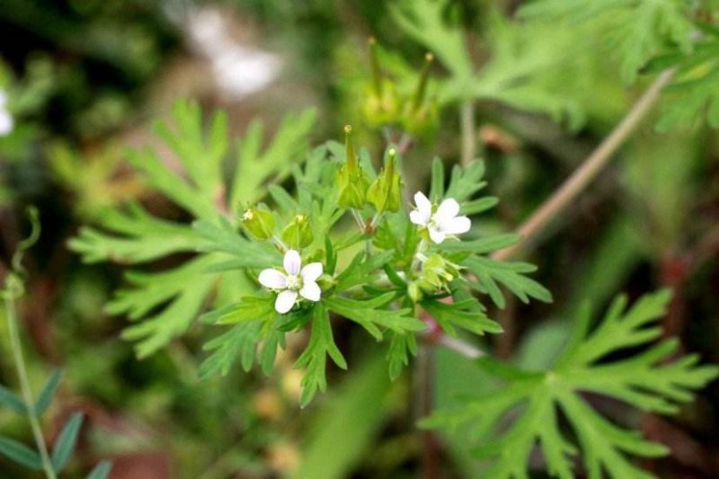 野生老鹳草