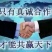 振兴药材批发供应僵蚕规格齐全