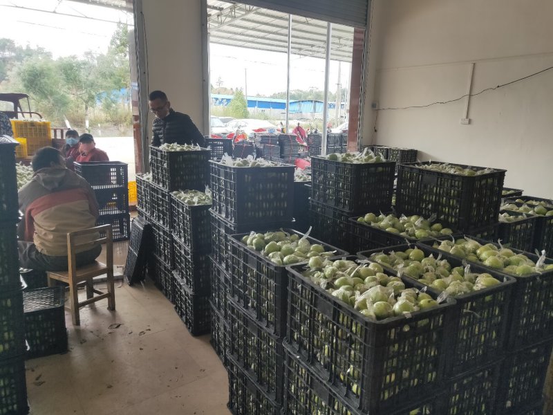 广西贵港市平南县产地蜜丝枣