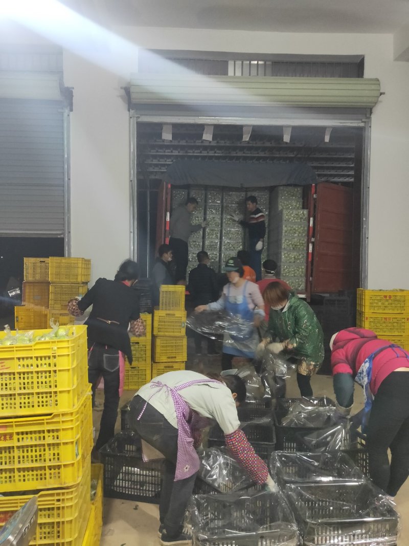 广西贵港市平南县产地蜜丝枣