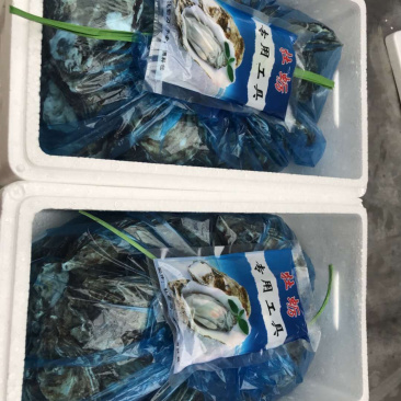 乳山生蚝全国批发零售