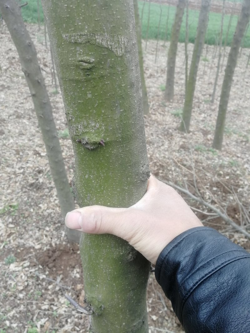 皂角树天丁树中药材皂刺皂米