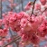 樱花苗（全国各地，均可种植，好养易活）