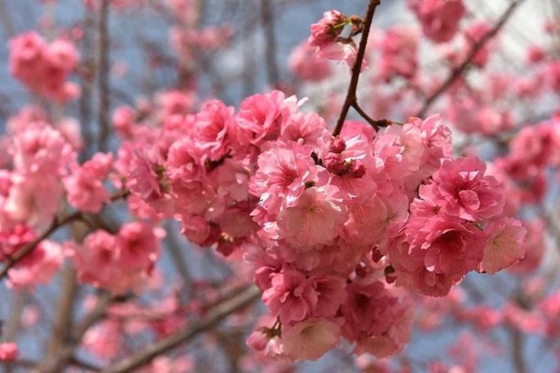 樱花苗（全国各地，均可种植，好养易活）