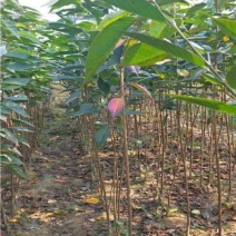 樱花苗（全国各地，均可种植，好养易活）