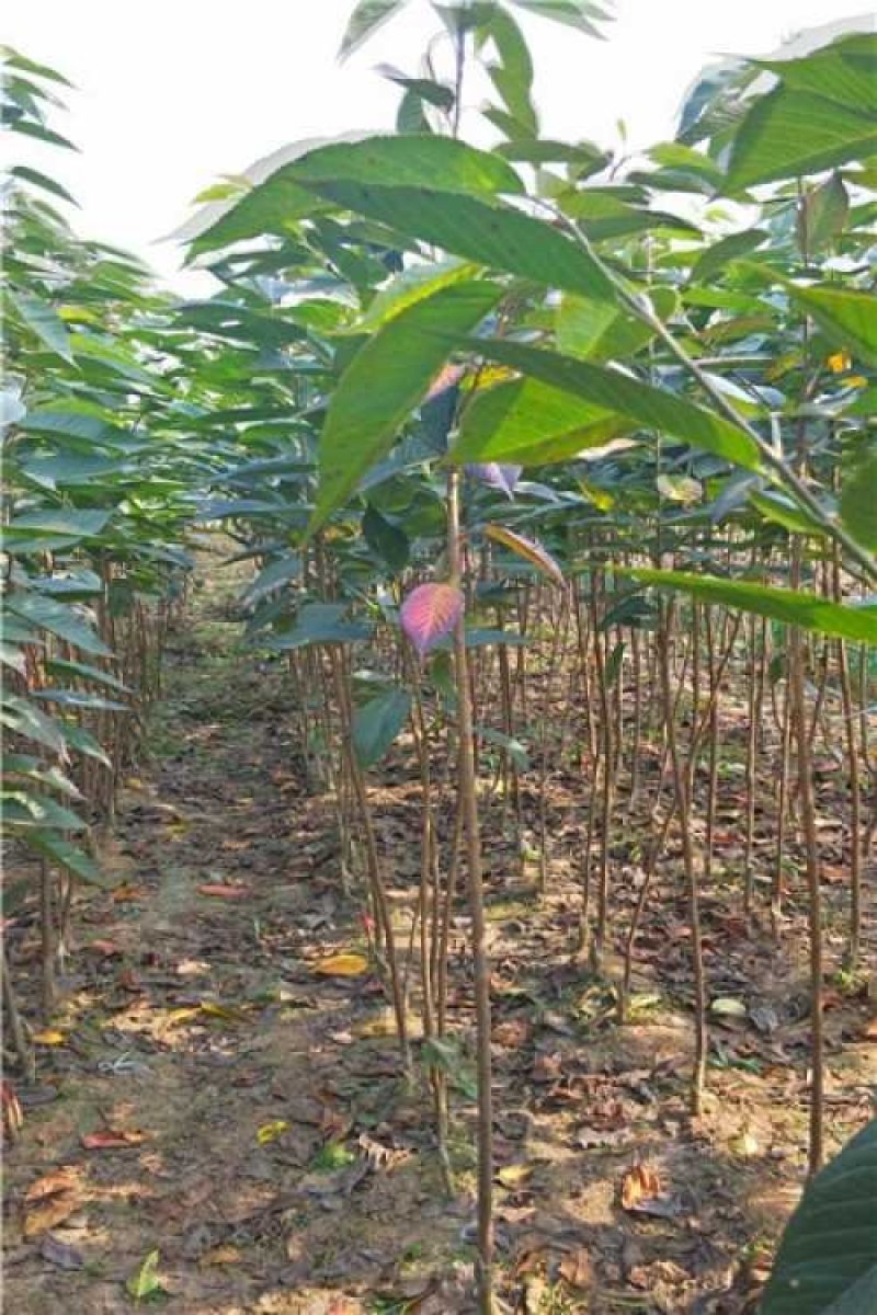 樱花苗（全国各地，均可种植，好养易活）