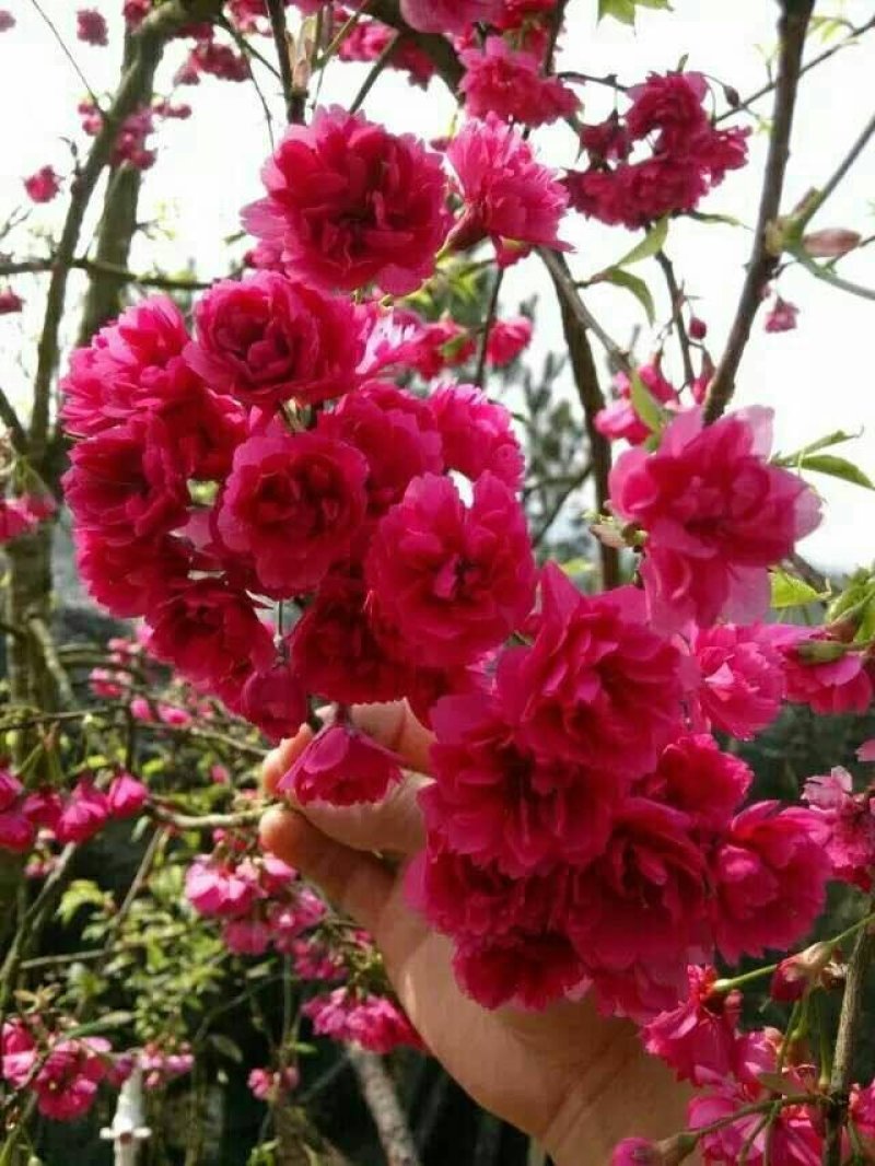 樱花苗（全国各地，均可种植，好养易活）