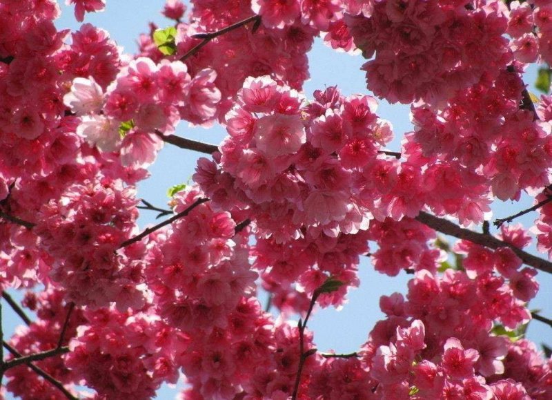 樱花苗（全国各地，均可种植，好养易活）