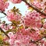 樱花苗（全国各地，均可种植，好养易活）
