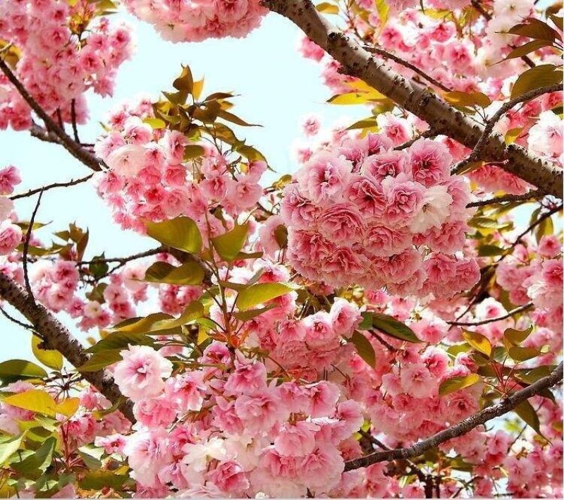 樱花苗（全国各地，均可种植，好养易活）