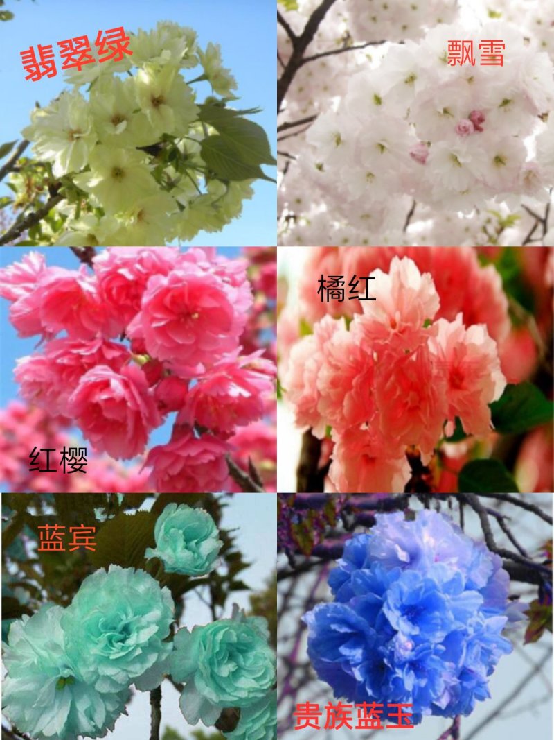 樱花苗（全国各地，均可种植，好养易活）