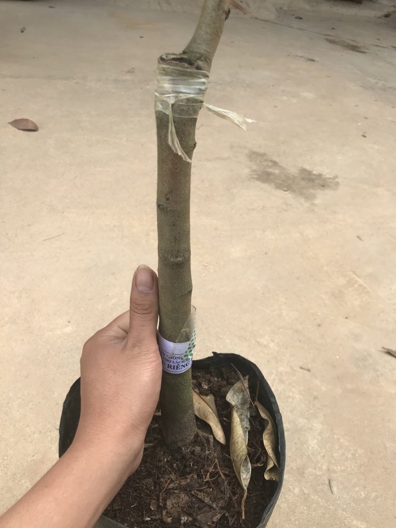 金枕榴莲苗猫山榴莲苗原土杯苗保证品质
