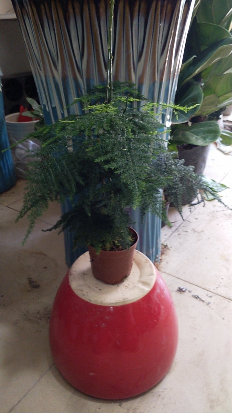 文竹，批发零售文竹，净化空气绿植