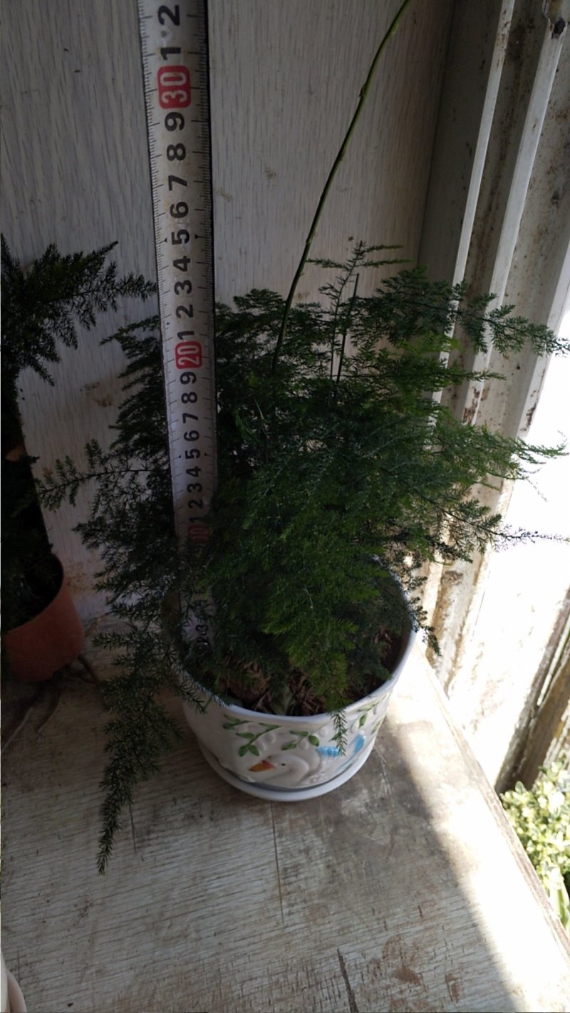 文竹，批发零售文竹，净化空气绿植