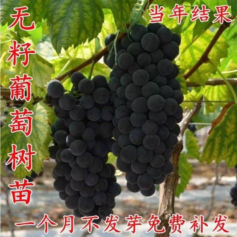 葡萄苗，嫁接，第二年结果，包邮到家，按时发货！
