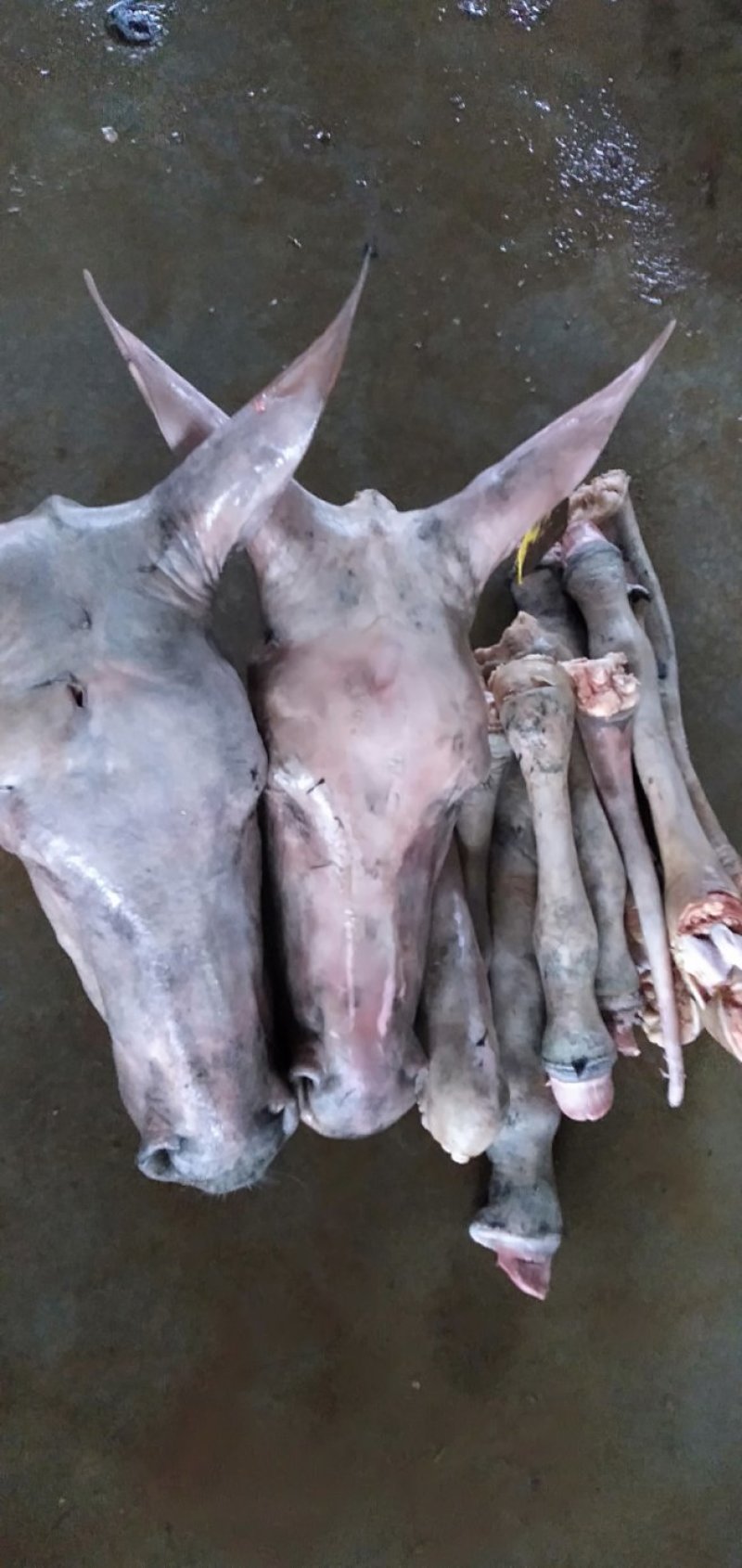 驴肉鲜驴肉活驴现杀现宰鲜驴肉保持驴肉新鲜批发