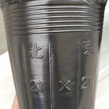 营养钵各种型号大杯单厂价直销质量保证！包邮到家！